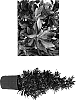 Elaeocarpus%20decipiens%20%27Monproud%27