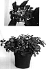 Lantana%20camara%20%27Monike%27
