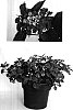 Lantana%20camara%20%27Monike%27