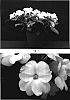 Impatiens%20x%20hybrida%20%27Misato%20FG4%27