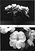 Impatiens%20x%20hybrida%20%27Misato%20FG4%27