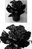 Kalanchoe%20blossfeldiana%20%27Don%20Ramon%27