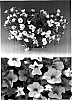 Calibrachoa%20sp.%20%27Sunbelkuriho%27