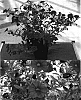Calibrachoa%20sp.%20%27Sunbelrichipi%27