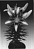 Lilium%20hybrida%20%27Tiny%20Sensation%27