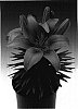 Lilium%20hybrida%20%27Tiny%20Invader%27