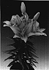 Lilium%20hybrida%20%27Tiny%20Icon%27
