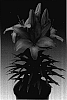 Lilium%20hybrida%20%27Tiny%20Diary%27