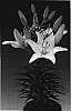 Lilium%20hybrida%20%27Tiny%20Snowflake%27