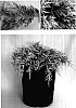 Juniperus%20x%20pfitzeriana%20%27Monsan%27