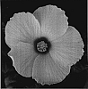 Hibiscus%20rosa-sinensis%20%27YOHIB%202362%27