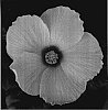 Hibiscus%20rosa-sinensis%20%27YOHIB%202362%27