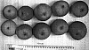 Pyrus%20communis%20x%20Pyrus%20pyrifolia%20%27Prem1P%27