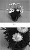 Xerochrysum%20bracteatum%20%27Ohdrejumwhi%27