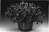 Petunia%20hybrida%20%27Petspebl%27