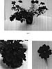Verbena%20x%20hybrida%20%27Balwildared%27