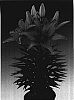 Lilium%20hybrida%20%27Tiny%20Toes%27