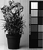 Dianthus%20caryophyllus%20%27CFPC%20Aztec%27