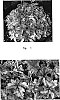 %20x%20Heucherella%20sp.%20%27HERTN041%27