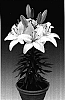 Lilium%20hybrida%20%27Tiny%20Nanny%27