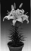 Lilium%20hybrida%20%27Tiny%20Athlete%27