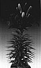 Lilium%20hybrida%20%27Tiny%20Puppet%27