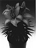 Lilium%20hybrida%20%27Tiny%20Skyline%27