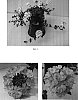 Verbena%20x%20hybrida%20%27Balazcoral%27