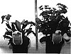 Euphorbia%20milii%20Desmoul.%20x%20Euphorbia%20lophogona%20Lam.%20%27HJOR045%27
