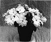 Impatiens%20hawkeri%20%27Applause%20White%27