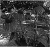 Echinacea%20hybrida%20%27Twilight%27