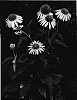 Echinacea%20hybrida%20%27Matthew%20Saul%27