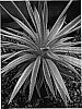 Yucca%20gloriosa%20var.%20recurvifolia%20%27WALBRISTAR%27