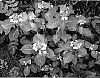 Hydrangea%20macrophylla%20%27Summer%20Frost%27