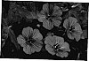 Geranium%20wallichianum%20%27Pink%20Penny%27