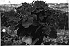 Euphorbia%20pulcherrima%20%27Carousel%20Dark%20Red%27