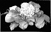 Hydrangea%20macrophylla%20%27Lemon%20Daddy%27