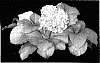 Hydrangea%20macrophylla%20%27Lemon%20Daddy%27