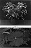Impatiens%20x%20hybrida%20%27Misato%20FG3%27