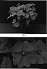 Impatiens%20x%20hybrida%20%27Misato%20FG2%27
