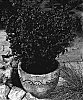 Leucothoe%20axillaris%20%27CURLY%20RED%27