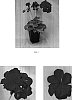 Pelargonium%20x%20hortorum%20%27Baldesmired%27