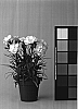Dianthus%20caryophyllus%20%27CFPC%20Moonstone%27