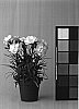 Dianthus%20caryophyllus%20%27CFPC%20Moonstone%27