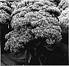 Sedum%20hybrid%20%27Mr.%20Goodbud%27