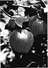 Malus%20domestica%20Borkh.%20%27ROHO%203615%27