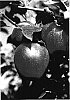 Malus%20domestica%20Borkh.%20%27ROHO%203615%27
