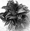 Aglaonema%20commutatum%20%20x%20Aglaonema%20rotundum%20%27TWYAG0003%27