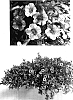Calibrachoa%20sp.%20%27USCALI53M%27