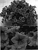 Petunia%20x%20hybrida%20%27Sunhore%27